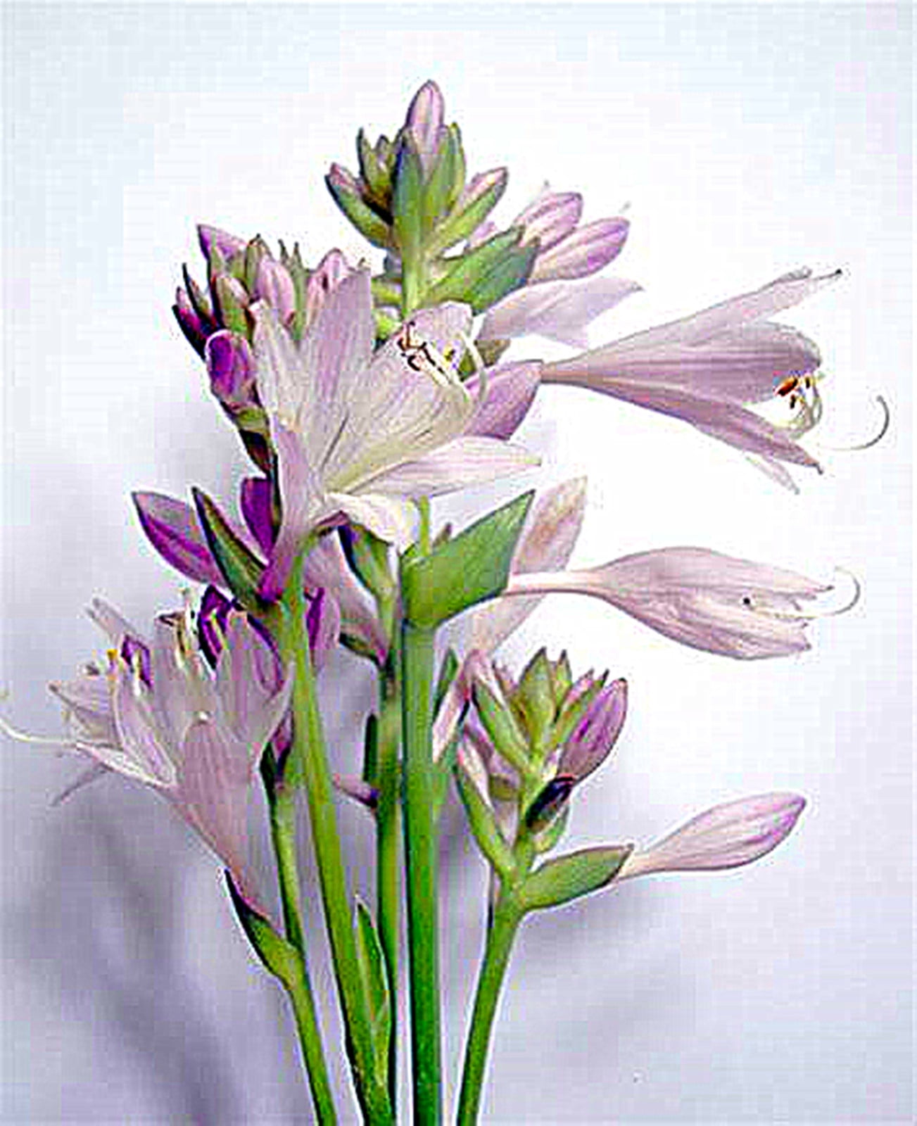 Tuberose Bulbs, Seasonal Plants,Tuberose Flower， Tuberose Plant