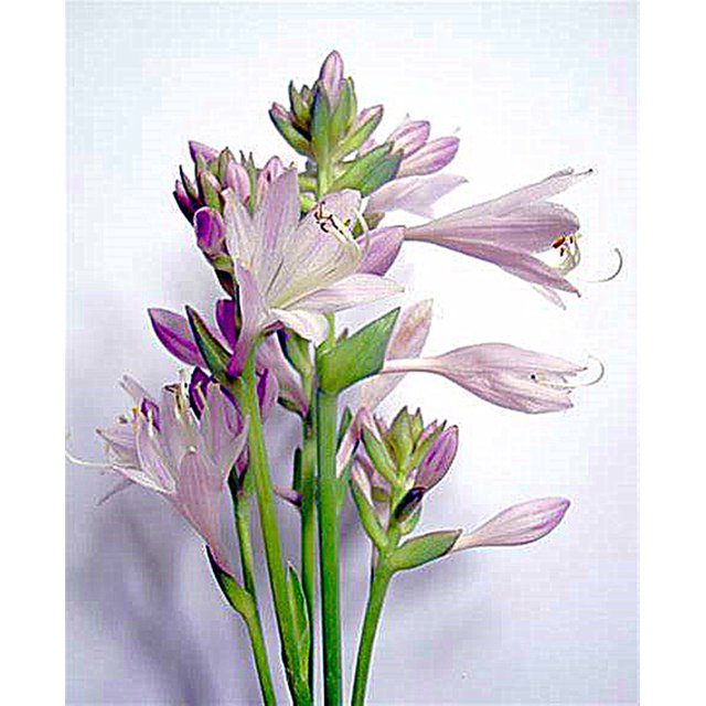 Tuberose Bulbs, Seasonal Plants,Tuberose Flower， Tuberose Plant