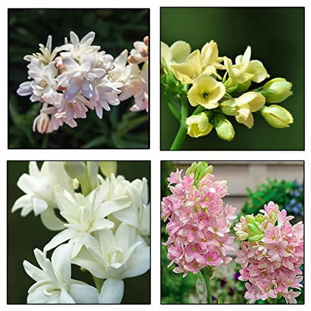 Tuberose Bulbs, Suitable For Beginners To Try. The Flowers Of Tuberose