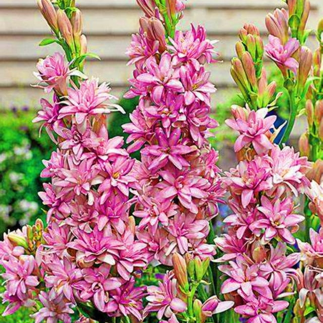 Tuberose Bulbs Tuberose Flower Tuberose Plant Live Tuberose Bulbs For