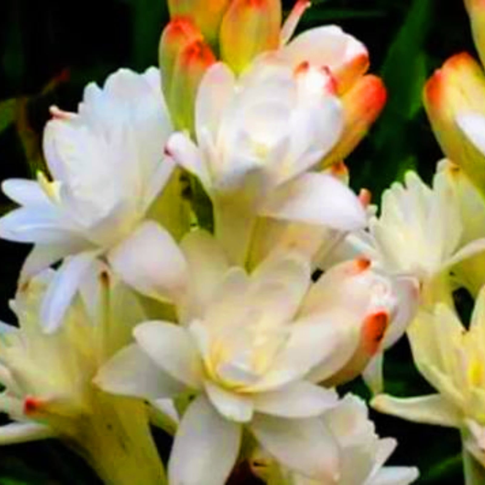 Tuberose Bulbs Tuberose Flower Tuberose Plant Live Tuberose Bulbs For
