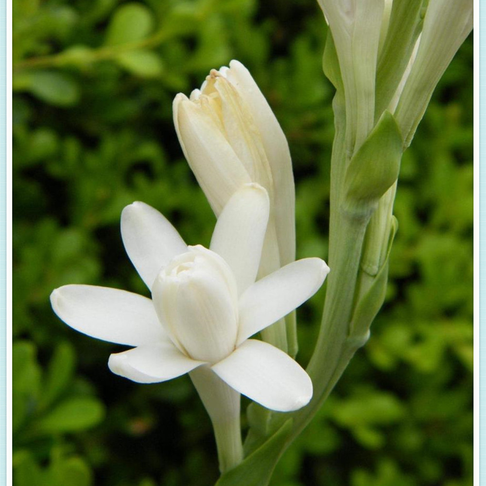 Tuberose Bulbs for Planting Beautify Perennial Tuberose Flower Bulb