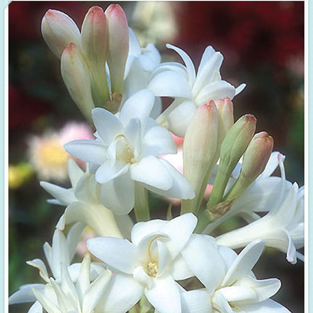 Tuberose Bulbs for Planting Beautify Tuberose Flower Bulb Tuberose