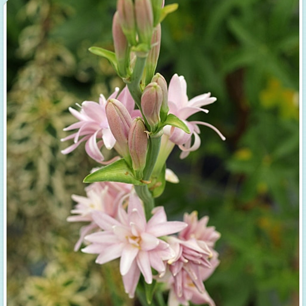 Tuberose Bulbs for Planting Beautify Tuberose Flower Bulb Tuberose