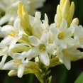 Tuberose Bulbs for Planting- Easy Plant - Tuberose Flowers - Tuberose ...