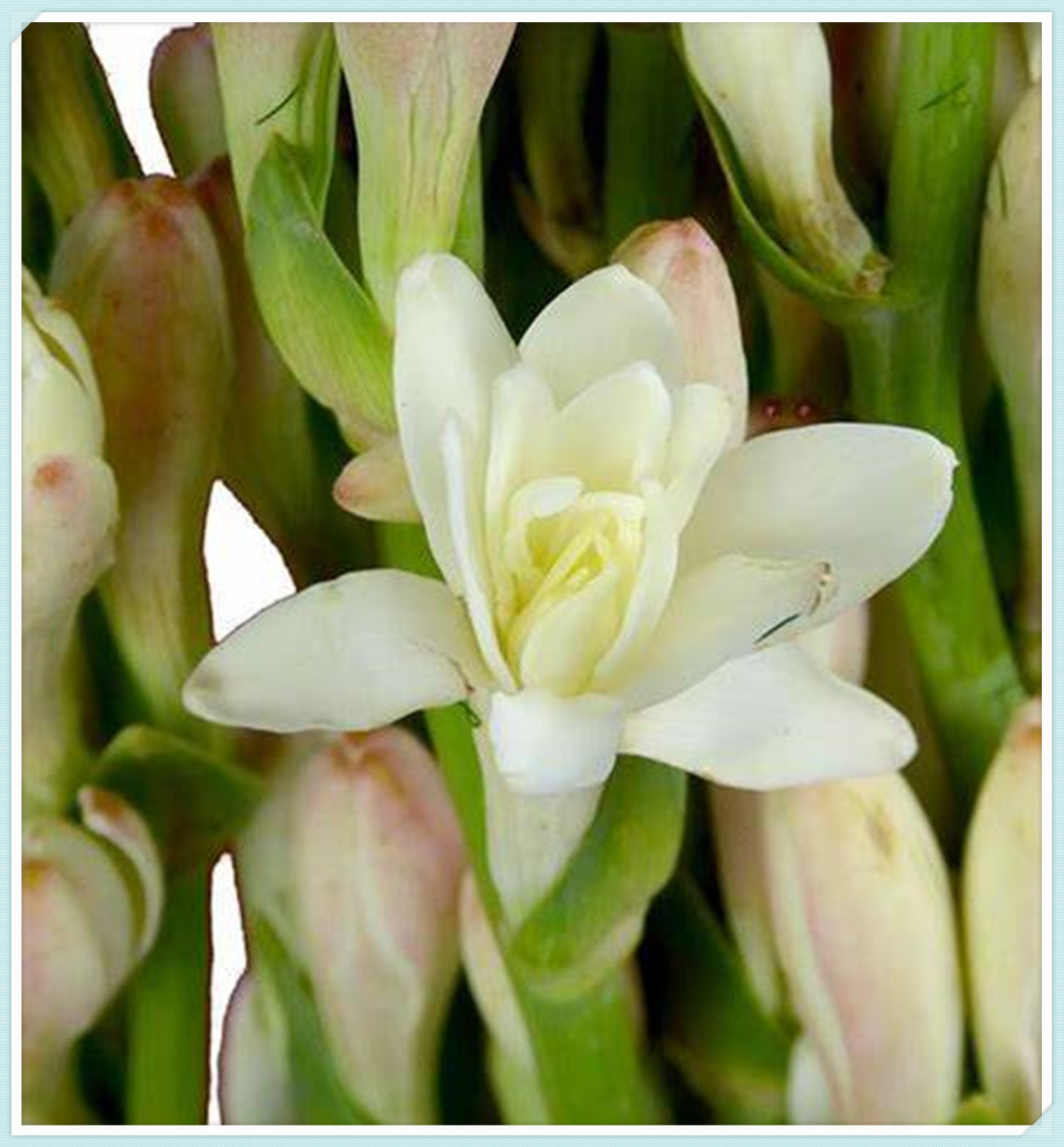 Tuberose Bulbs for Planting,Tuberose Bulbs Plant, Beautify Perennial