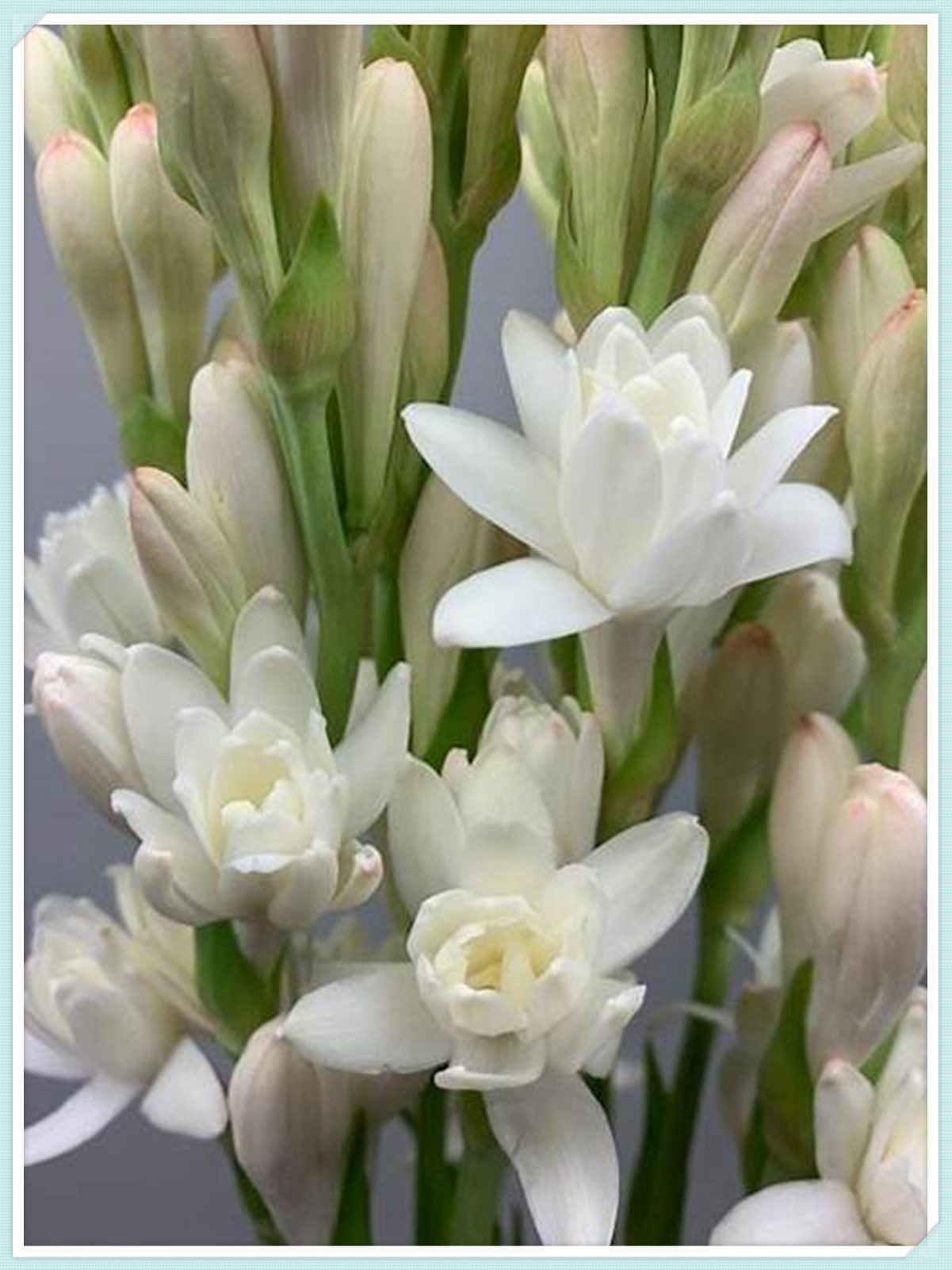 Tuberose Bulbs for Planting,Tuberose Bulbs Plant, Beautify Perennial