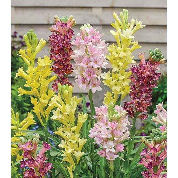Tuberose Flowering Mixture Dormant Summer Blooming Bulbs (3-Pack)