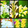 thumbnail image 1 of Tuberose, Low Maintenance - Easy Grow - Ideal for Beds Borders, Plant Pots & Planters, 1 of 2