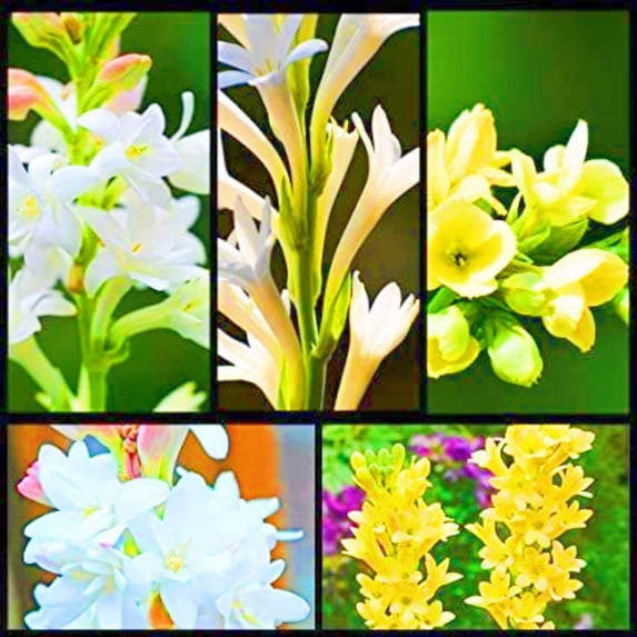 Tuberose, Low Maintenance - Easy Grow - Ideal for Beds Borders, Plant Pots & Planters