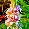 thumbnail image 1 of Tuberose, Low Maintenance - Easy Grow - Ideal for Beds Borders, Plant Pots & Planters, 1 of 2