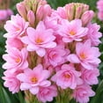 thumbnail image 1 of Tuberose, Low Maintenance - Easy Grow - Ideal for Beds Borders, Plant Pots & Planters, 1 of 2