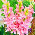 thumbnail image 1 of Tuberose, Low Maintenance - Easy Grow - Ideal for Beds Borders, Plant Pots & Planters, 1 of 2