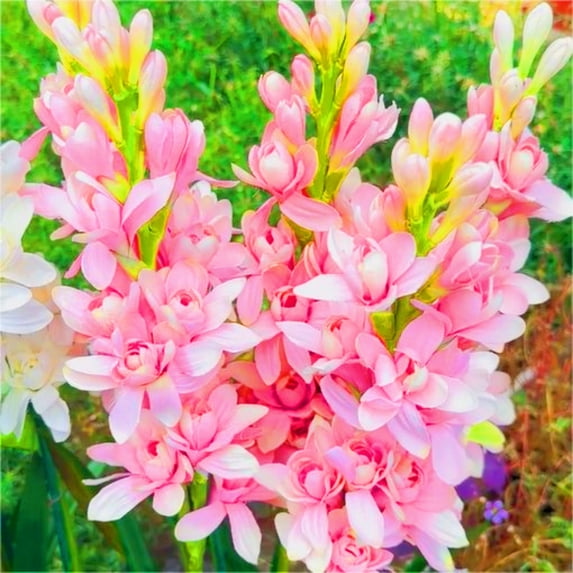 Tuberose, Low Maintenance - Easy Grow - Ideal for Beds Borders, Plant Pots & Planters