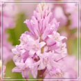 thumbnail image 1 of Tuberose, Low Maintenance - Easy Grow - Ideal for Beds Borders, Plant Pots & Planters, 1 of 2