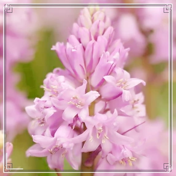 Tuberose, Low Maintenance - Easy Grow - Ideal for Beds Borders, Plant Pots & Planters