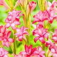 thumbnail image 1 of Tuberose, Low Maintenance - Easy Grow - Ideal for Beds Borders, Plant Pots & Planters, 1 of 2