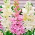 thumbnail image 1 of Tuberose, Low Maintenance - Easy Grow - Ideal for Beds Borders, Plant Pots & Planters, 1 of 2