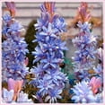 thumbnail image 1 of Tuberose, Low Maintenance - Easy Grow - Ideal for Beds Borders, Plant Pots & Planters, 1 of 2