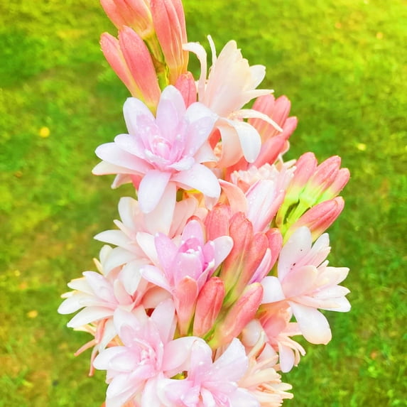 Tuberose, Low Maintenance - Easy Grow - Ideal for Beds Borders, Plant Pots & Planters