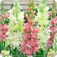 thumbnail image 1 of Tuberose, Low Maintenance - Easy Grow - Ideal for Beds Borders, Plant Pots & Planters, 1 of 2