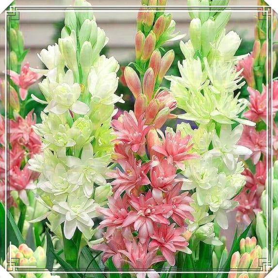 Tuberose, Low Maintenance - Easy Grow - Ideal for Beds Borders, Plant Pots & Planters