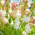 Tuberose Plant Live Tuberose Bulbs Tuberose Flower Tuberose Bulbs Bulk