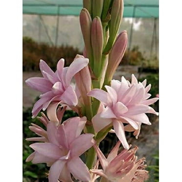 Tuberose Pots to Grow  Home Garden Decoration Bright for Planting Perennials Bulbs for Planting 