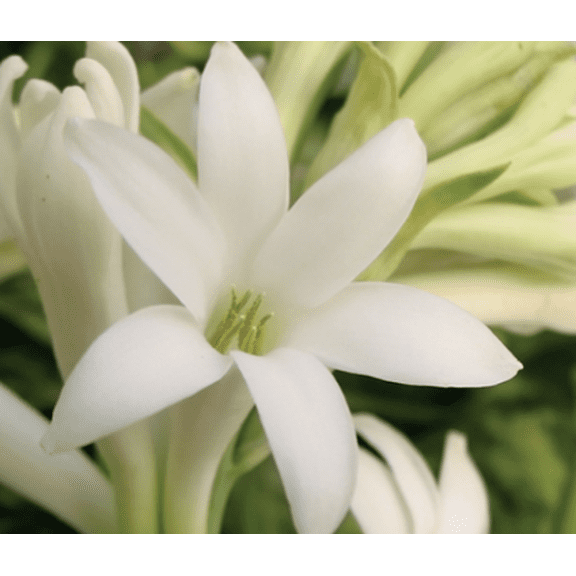 Tuberose / Rajnigandha