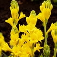 thumbnail image 1 of Tuberose, Sun Plant for Gardens-Aromatic Intoxicating-Low Maintenance-Ideal for Beds Borders, Plant Pots & Planters, 1 of 4