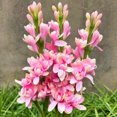 thumbnail image 1 of Tuberose, Sun Plant for Gardens-Aromatic Intoxicating-Low Maintenance-Ideal for Beds Borders, Plant Pots & Planters, 1 of 4