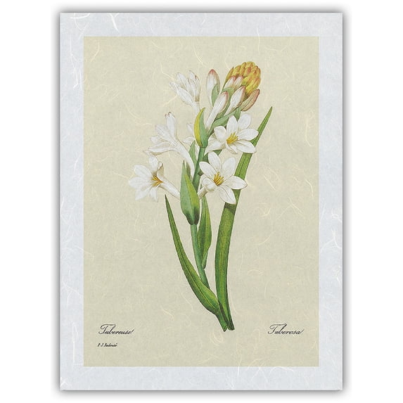Tuberose (Tuberosa)- From the Book: Selection of the Most Beautiful Flowers-Vintage Botanical Illustration by Pierre-Joseph Redouté c.1833-Japanese Unryu Rice Paper Art Print (Unframed) 12 x 16 in