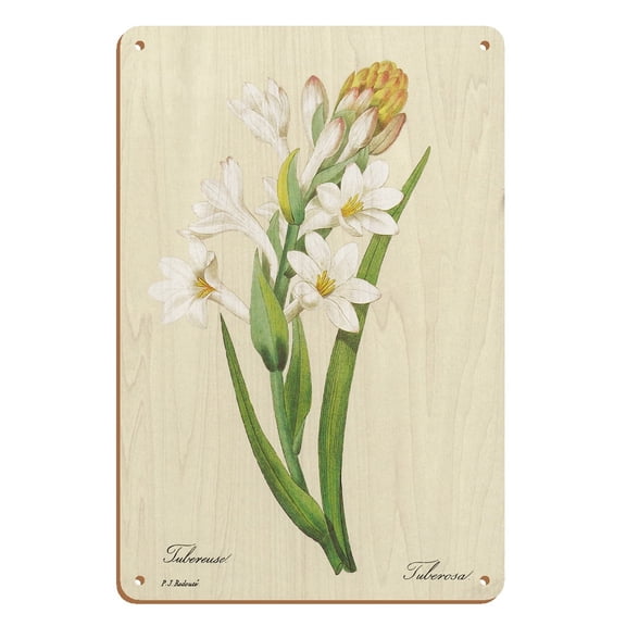 Tuberose (Tuberosa) - From the Book: Selection of the Most Beautiful Flowers - Vintage Botanical Illustration by Pierre-Joseph Redouté c.1833 - 8 x 12 inch Vintage Wood Art Sign