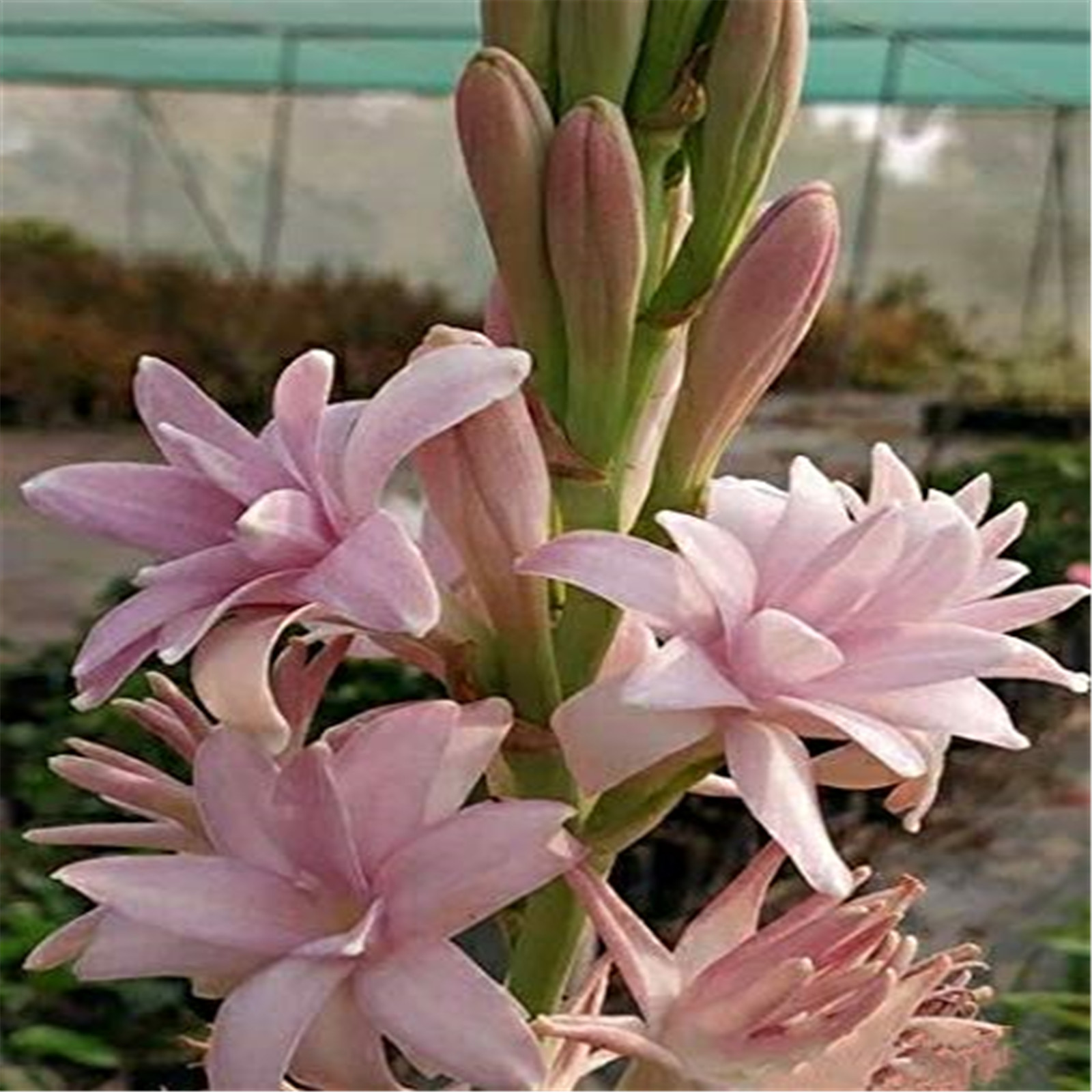 Tuberose bulbs bulkTuberose bulbs for plantingTuberose plant bulbs