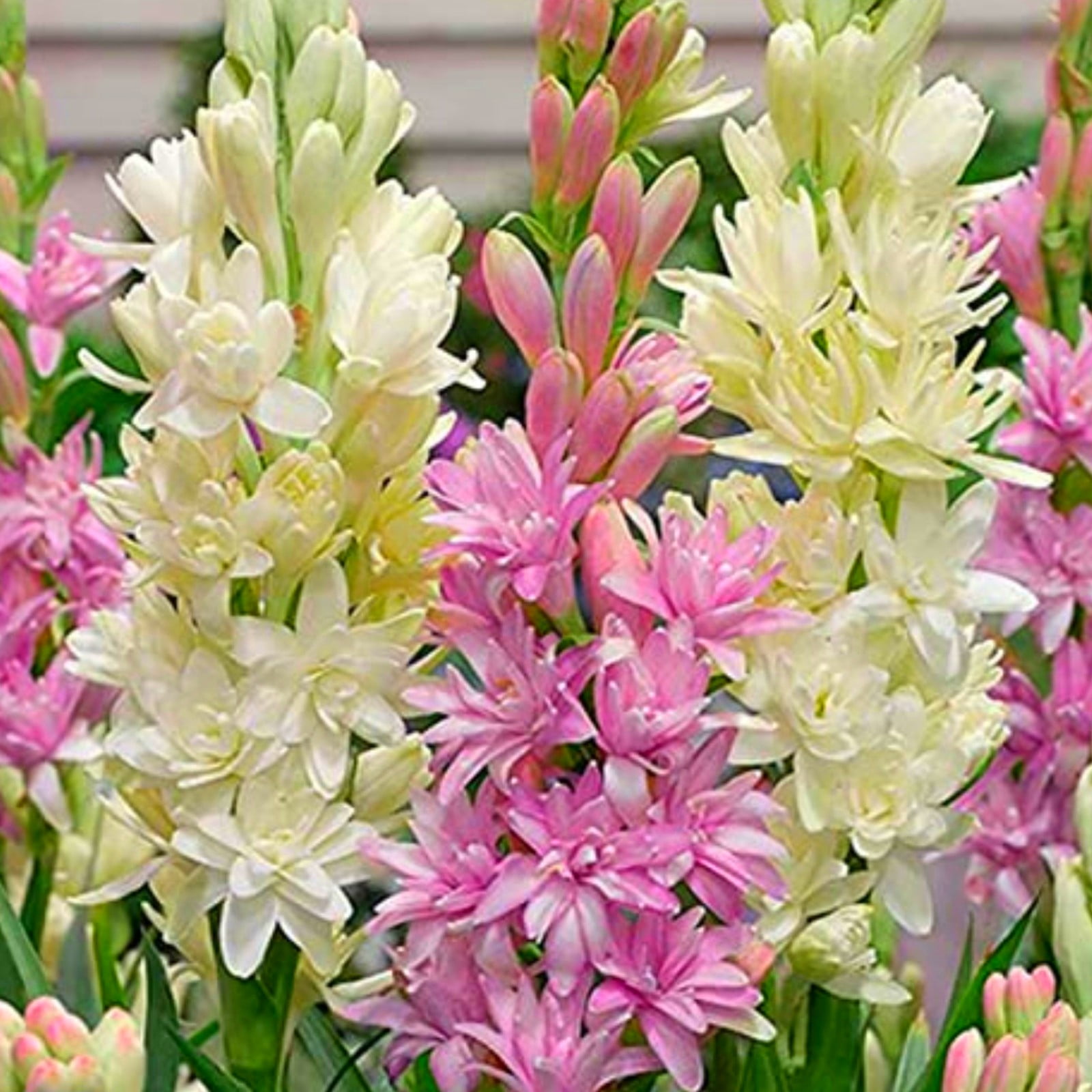Tuberose bulbs bulkTuberose bulbs for plantingTuberose plant bulbs