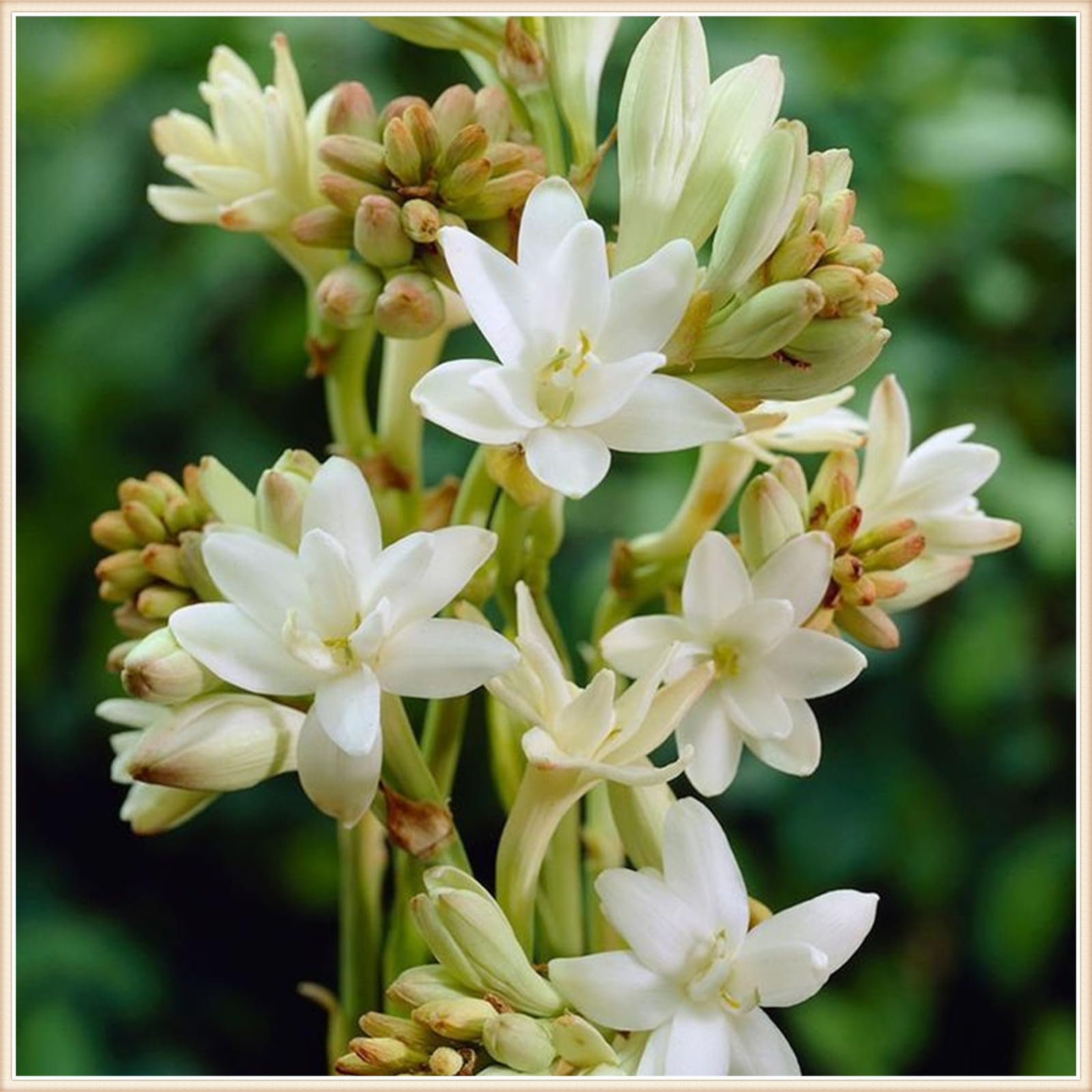 Tuberose bulbs for planting Tuberose flower plant Tuberose flower bulbs