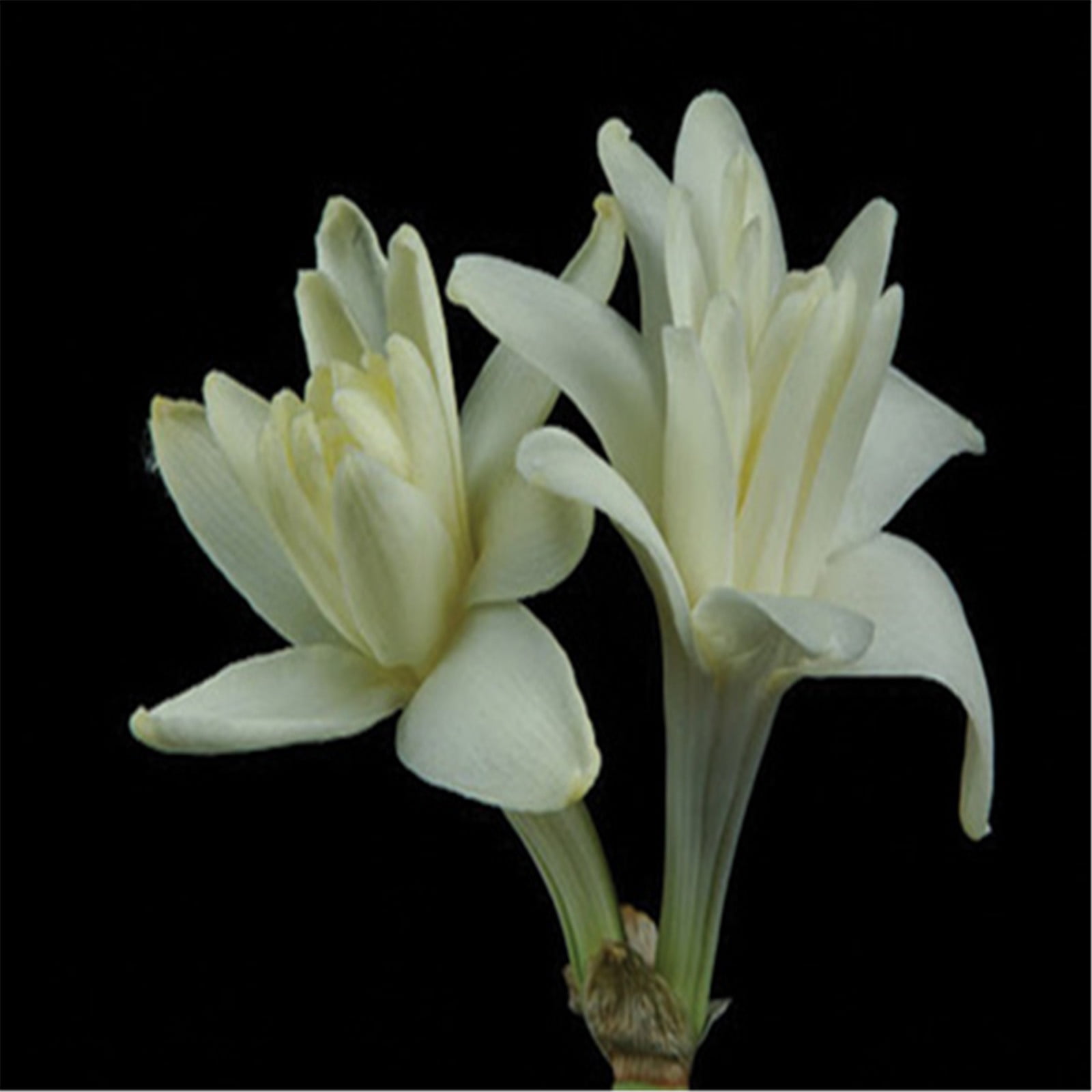 Tuberose flower bulbsTuberose bulbs for plantingTuberose bulbs doubleThe flowers are fragrant