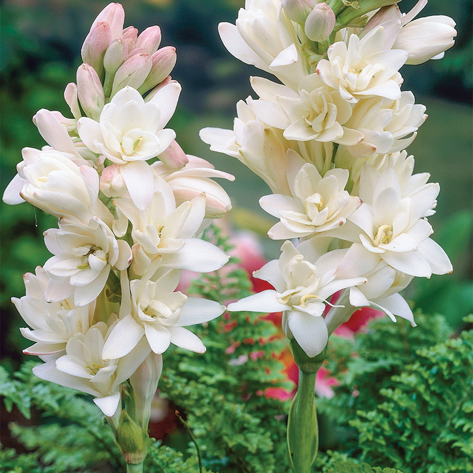 Tuberose Rhizome 5 Stück - Winterhart & Duftende Blumen
