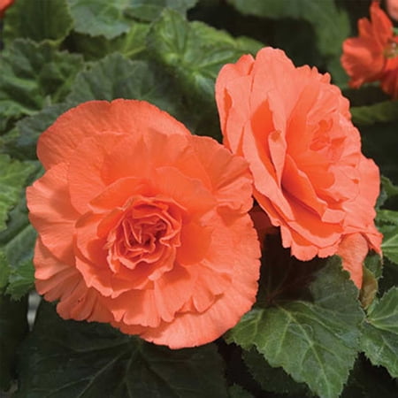 Mountain Valley Seed Company 100 Begonia Plant Seeds, Non-GMO