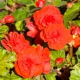 thumbnail image 1 of Tuberous Begonia Nonstop Series Plant Seeds (Pelleted): Mocha Scarlet - 100 Seeds - Annual Decorative Flower Plant, Houseplant, 1 of 2