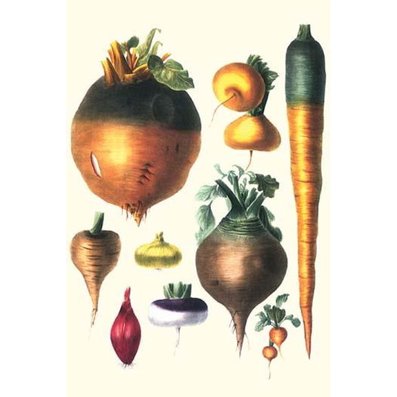 Tubers II-Fine Art Canvas Print (20" x 30")