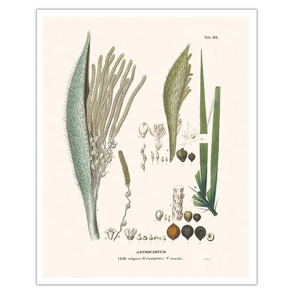 Tucum Palm Tree (Astrocaryum Vulgare) - Flower and Seed - Vintage Botanical Illustration by Carl Friedrich Philipp von Martius c.1820s - Fine Art Matte Paper Print (Unframed) 16x20in