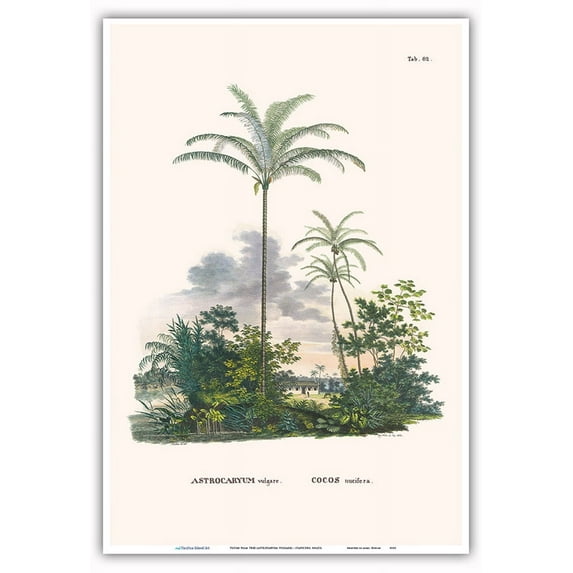 Tucum Palm Tree (Astrocaryum Vulgare) - Itapicuru Brazil - Vintage Botanical Illustration by Carl Friedrich Philipp von Martius c.1820s - Master Art Print (Unframed) 13in x 19in