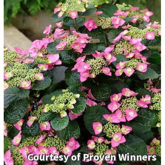 Tuff Stuff Top Fun Mountain Hydrangea - 3 Gallon Shrub