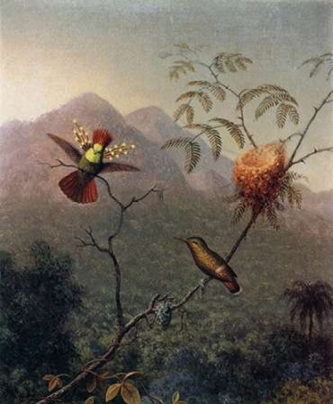 Tufted Coquette Canvas Art - Martin Johnson Heade (20 x 24)