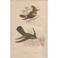 thumbnail image 1 of Tufted-Necked Hummingbird, Trochilus Ornatusa Poster Print By ® Florilegius Mary Evans (24 X 36), 1 of 3