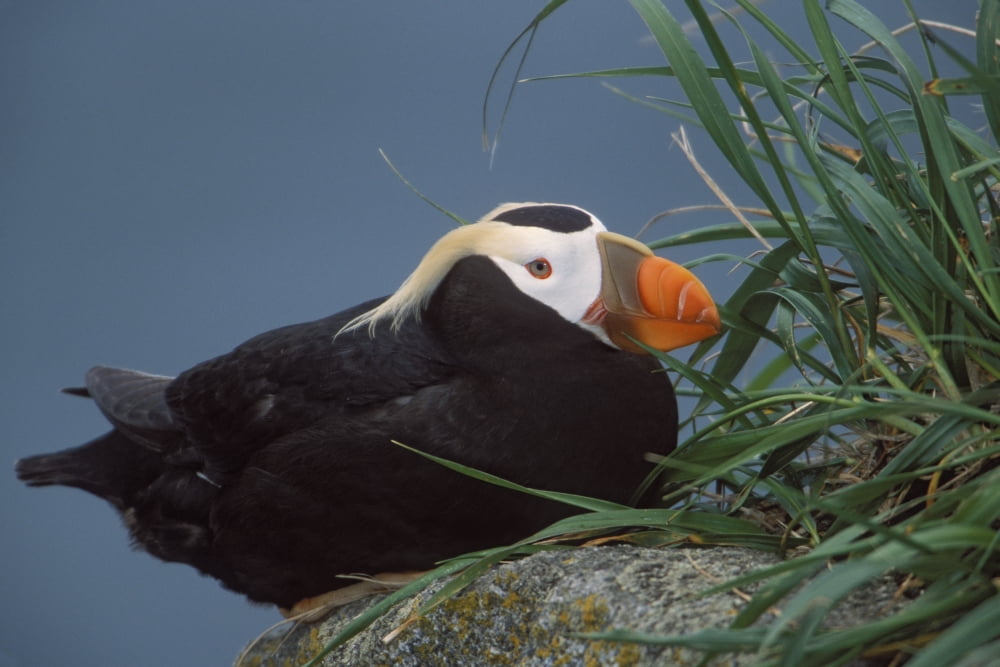 Tufted Puffin Perched On Rock Ledge Saint Paul Island Pribilof Islands Bering Sea Southwest Alaska Canvas Art - Milo Burcham Design Pics (17 x 11)
