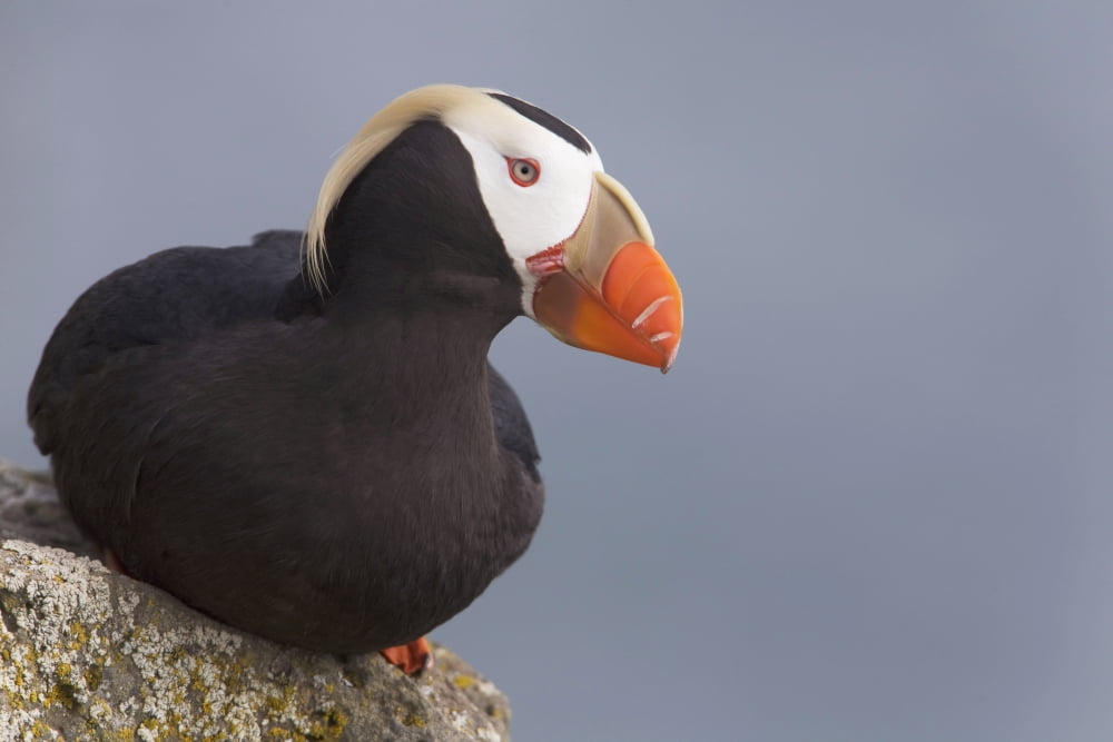 Tufted Puffin Perched On Rock Ledge Saint Paul Island Pribilof Islands Bering Sea Southwest Alaska Canvas Art - Milo Burcham Design Pics (19 x 12)