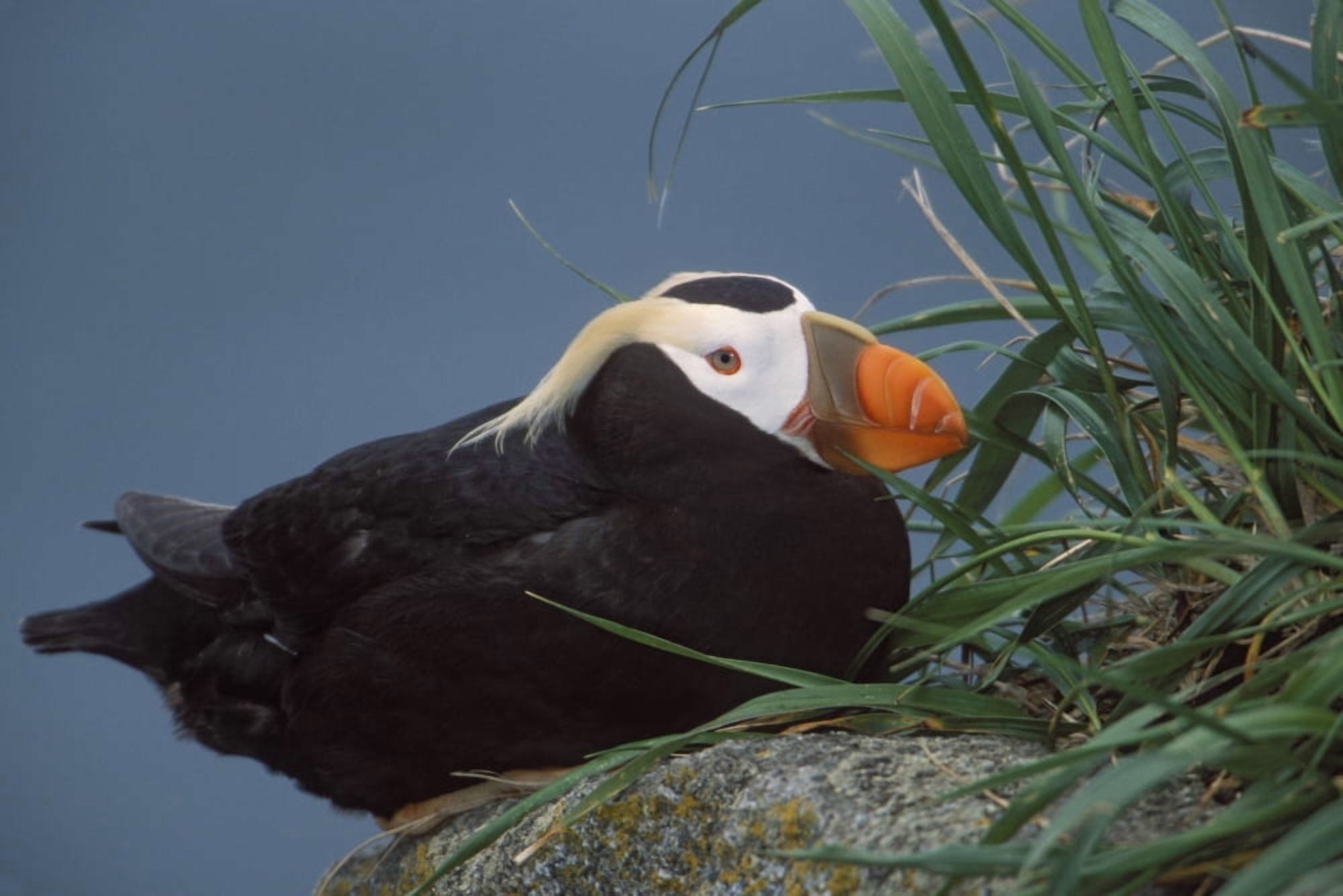 Tufted Puffin Perched On Rock Ledge Saint Paul Island Pribilof Islands Bering Sea Southwest Alaska Canvas Art - Milo Burcham Design Pics (34 x 22)