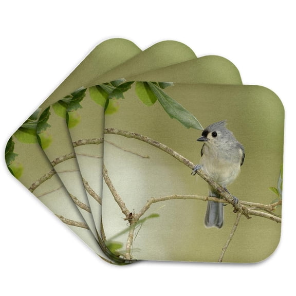 3drose, Tufted Titmouse, Baeolophus Bicolor, in Live Oak Tree, Florida, Set of 4 Coasters - Soft